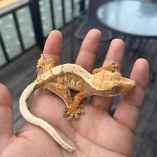 텐저린 트라이