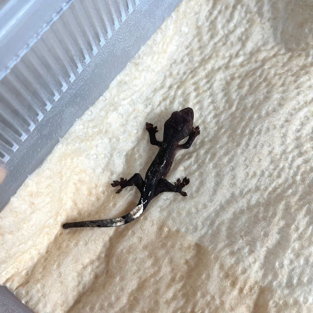 노멀