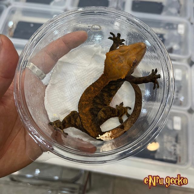 카푸치노