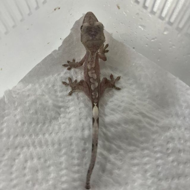 아잔틱