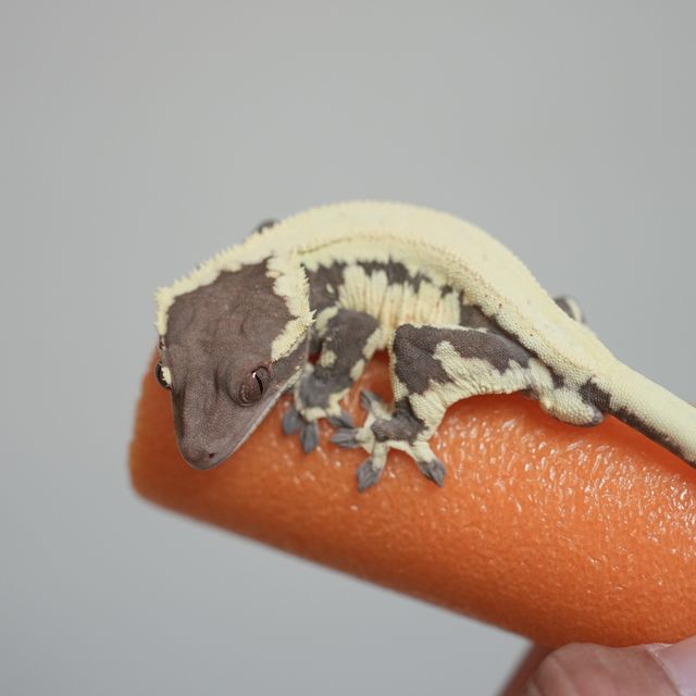 프라푸치노