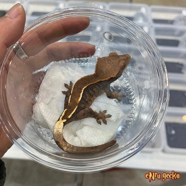 카푸치노