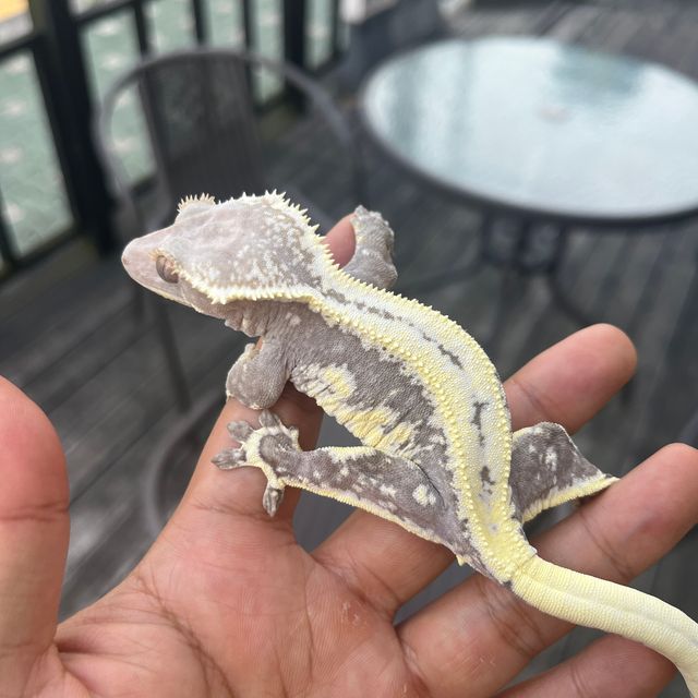 Lilly Axanthic