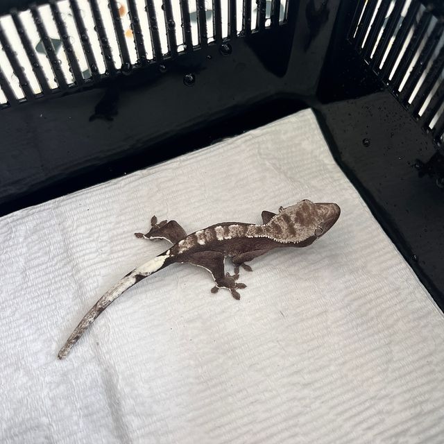 아잔틱