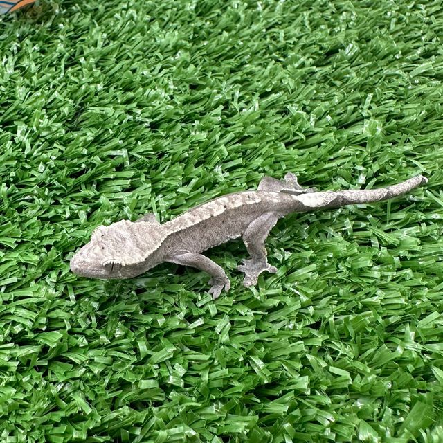 아잔틱