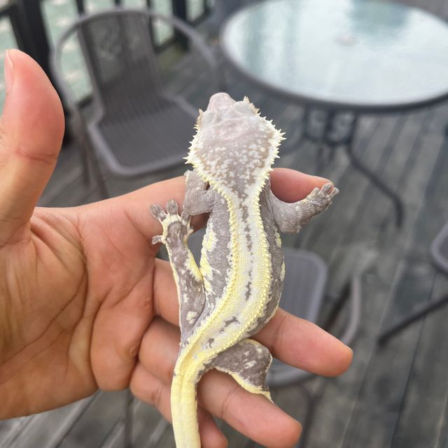 Lilly Axanthic
