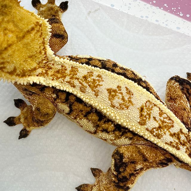 트라이 텐저린