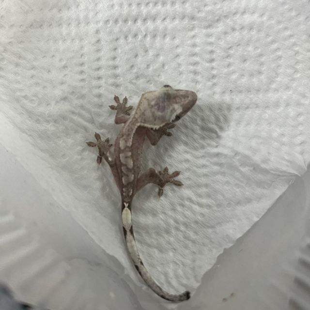 아잔틱