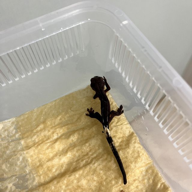 챠콜