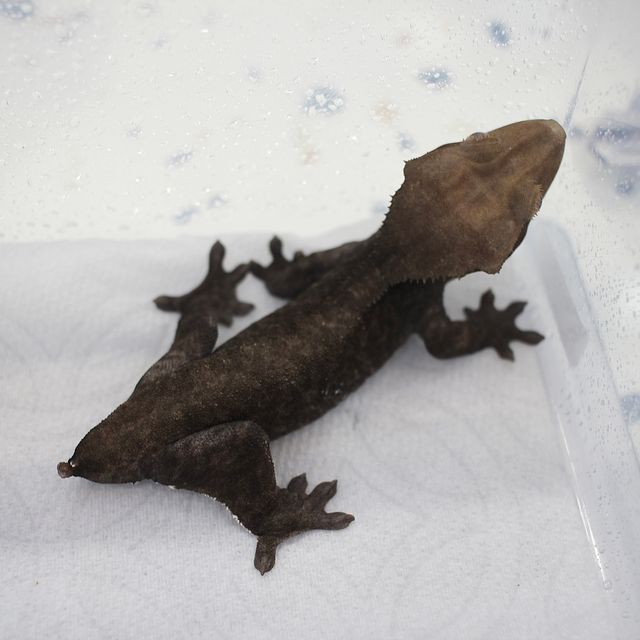 아잔틱
