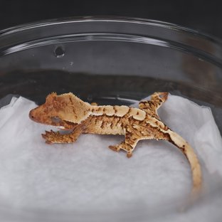 트라이 익스트림할리퀸