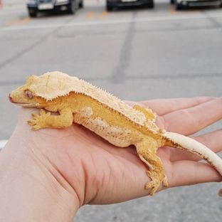 샤넬