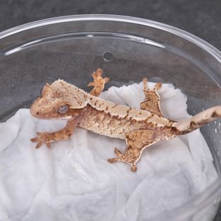레드 드리피 화이트스팟