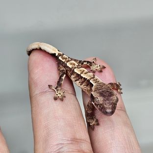 트라이