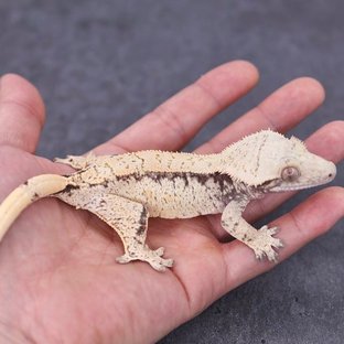 마레