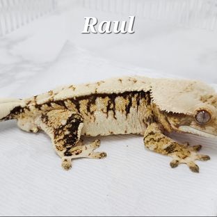 라울