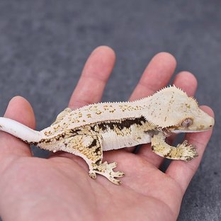 사이다