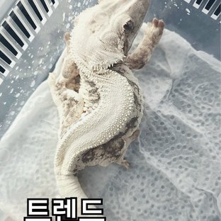 트렌드