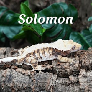 솔로몬