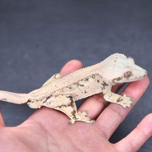 화