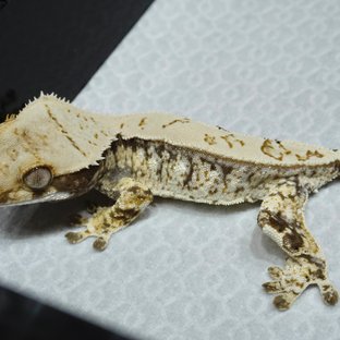 Drippy White Spot Normal