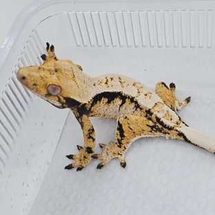 Normal Tri Extreme Harlequin