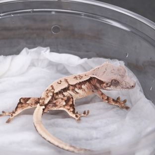세이블