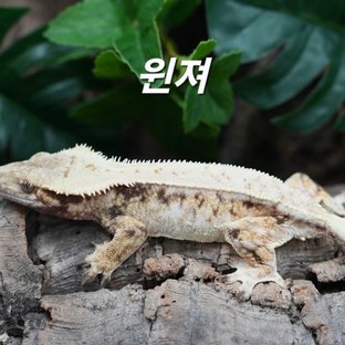 윈져