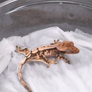 세이블