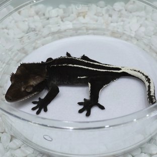 Axanthic