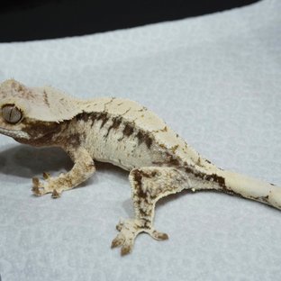 Normal White Spot Drippy