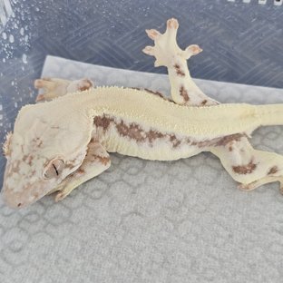 LW Sable 100% Het Axanthic