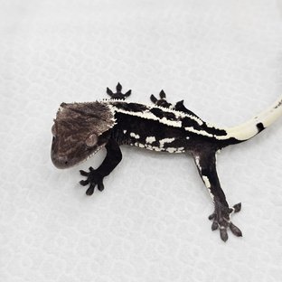 Axanthic