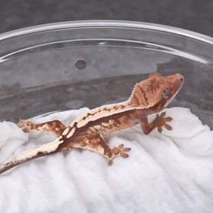 세이블