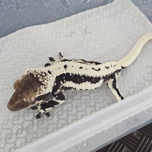 Lilly Axanthic