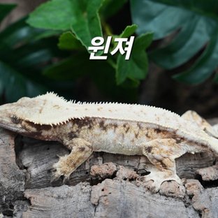 윈져