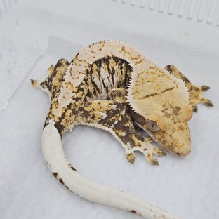 Normal Tri Extreme Harlequin