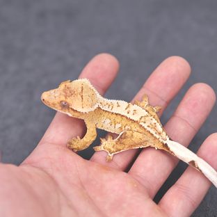옐로우 크림시클