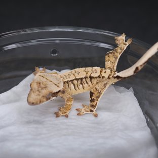 트라이 익스트림할리퀸