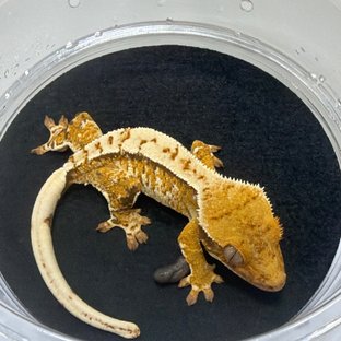 경매-4
