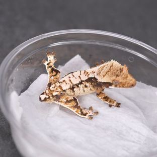 Tri Extreme Harlequin
