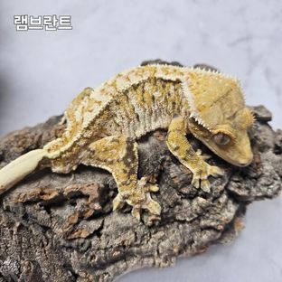 램브란트