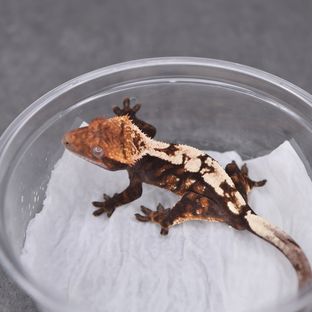 세이블