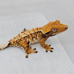 Normal Tri Extreme Harlequin Tangerine