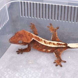 세이블