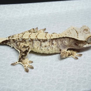 Normal White Spot Drippy