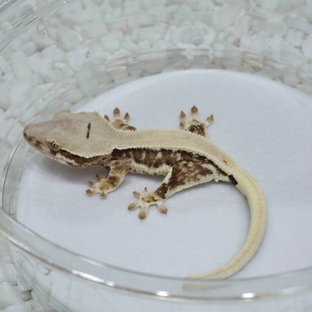 Lilly 100% Het Axanthic