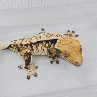 Normal Tri Extreme Harlequin