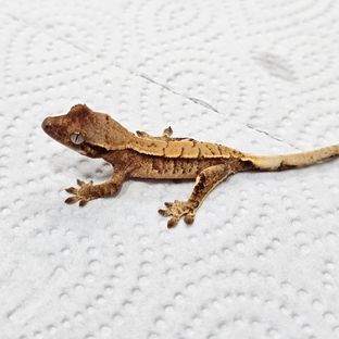 트라이