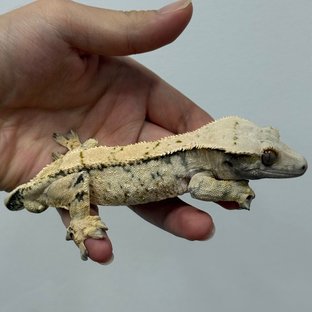 포이